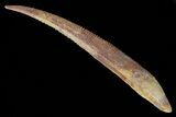 Large, Hybodus Shark Dorsal Spine - Cretaceous #73128-1